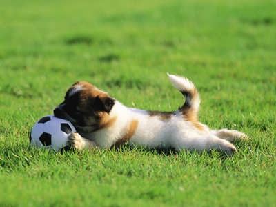 1470818496618152.jpg animal_mx069_pretty_puppies_puppy_garden_adventure_15239_18.jpg