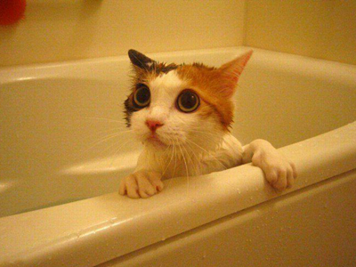 1473235077875675.jpg 猫咪洗澡.jpg