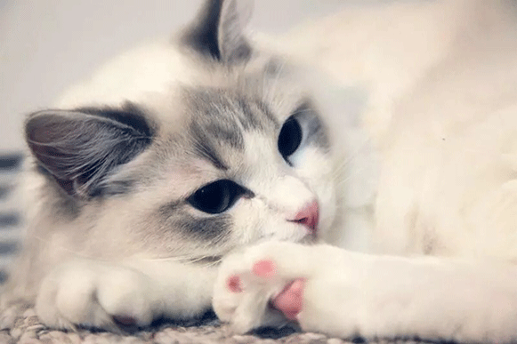 1499417978342468.gif fgdhrtf.gif