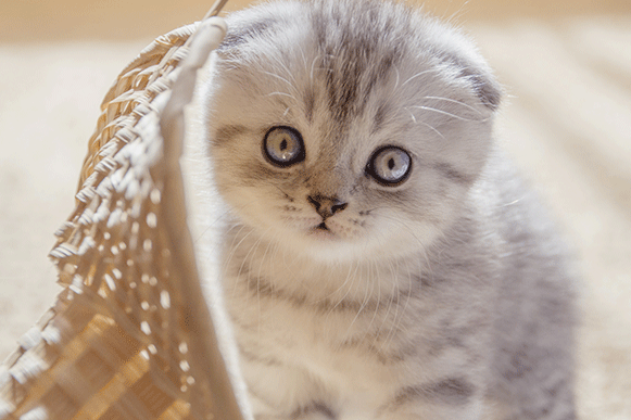 1507778633213052.gif ghuy7u.gif