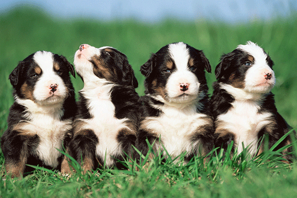 1518160992921687.gif 4499633_234733192000_2.gif